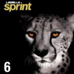 SPRINT #6