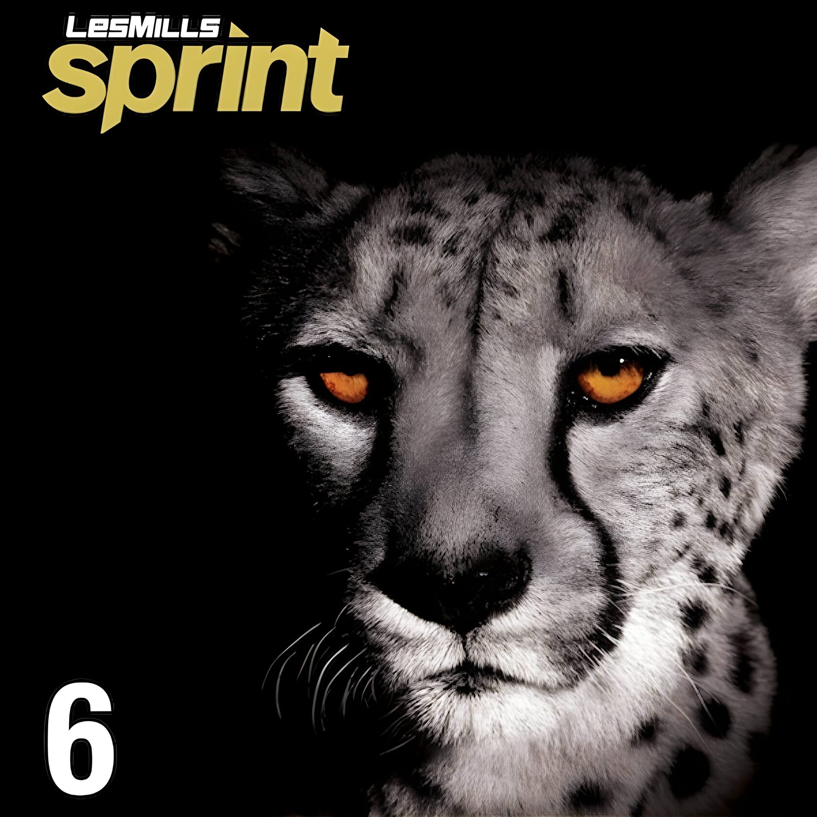 SPRINT #6